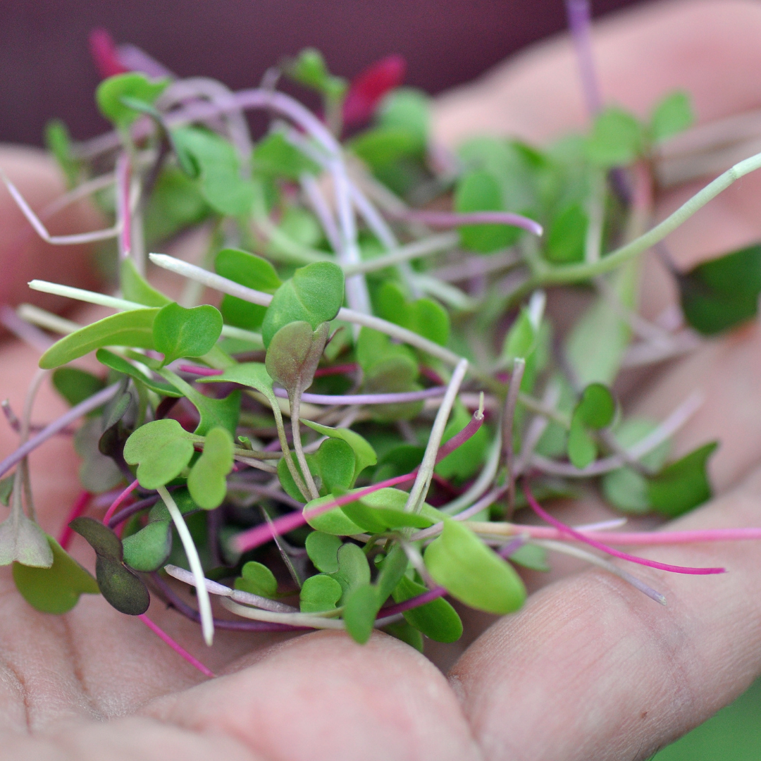 Radish Microgreens image 2