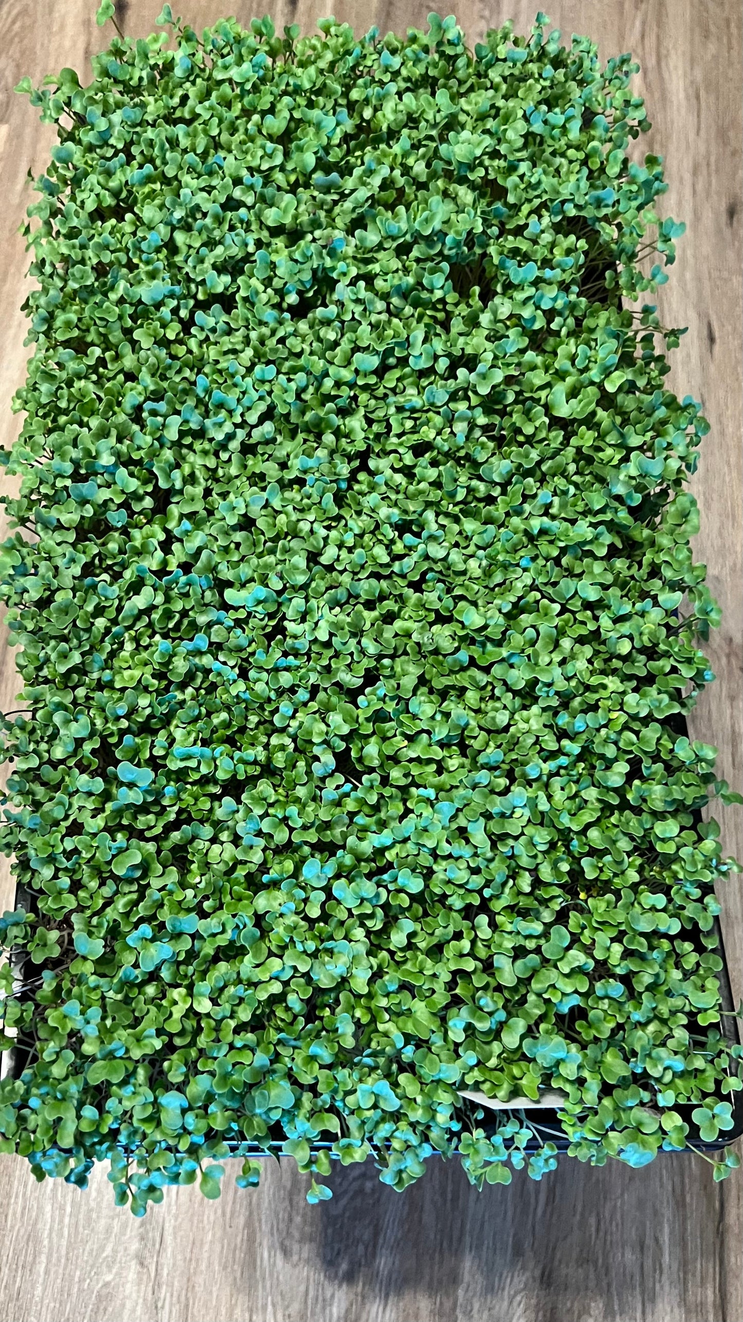 Spicy Salad Mix Microgreens image 0