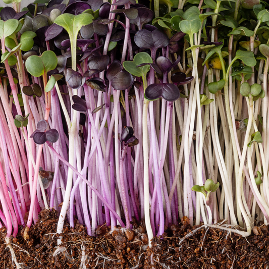 The Spicy Punch of Radish Microgreens