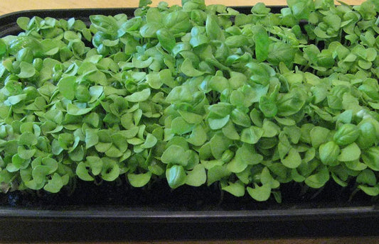 Microgreens Showcase: Basil