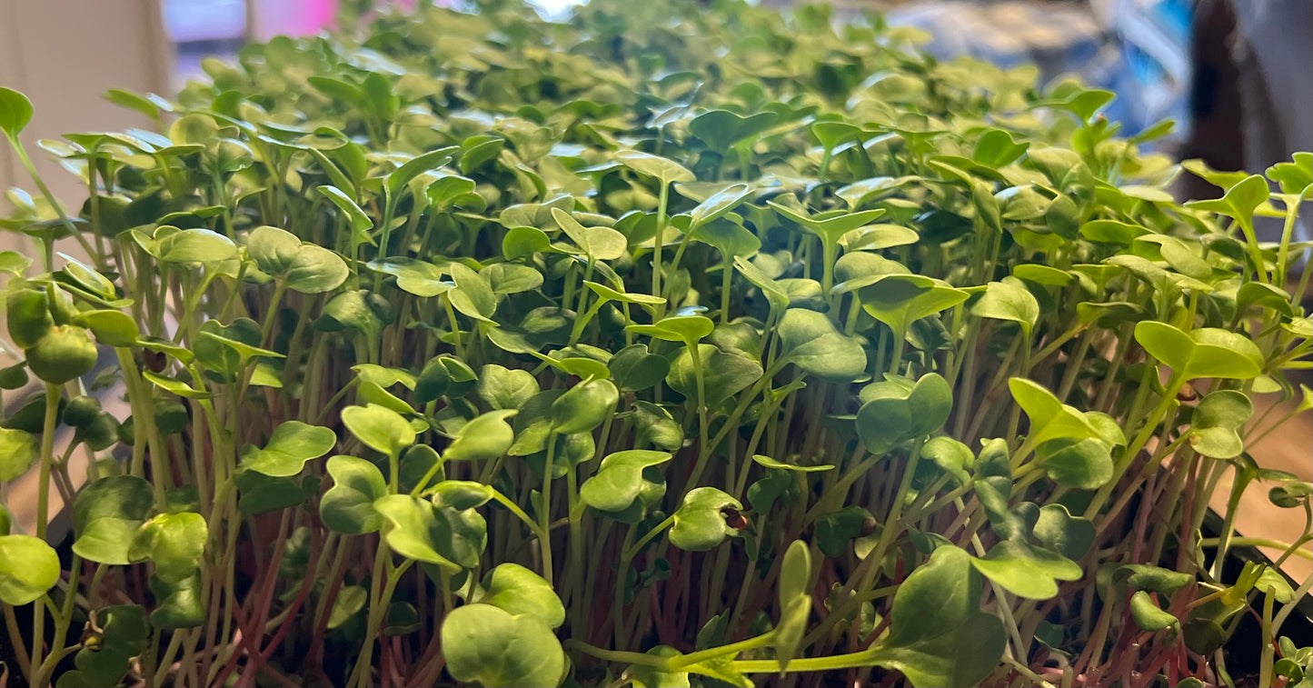 Radish Microgreens image 1