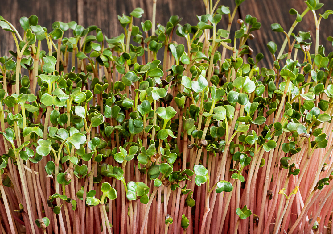 Radish Microgreens image 0